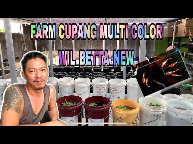 PENJUAL IKAN CUPANG MULTICOLOR DI CILEGON BANTEN | WIL_BETTA_NEW | CUPANG MULTICOLOR NYA MEWAH