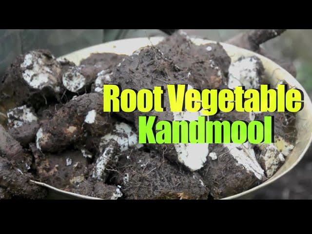 Root Vegetable | कंदमूल | A Short Documentary (Hindi)