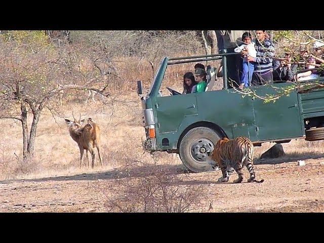 Tiger attack deer in ranthambore | रणथंभौर में बाघ का हिरण पर हमला