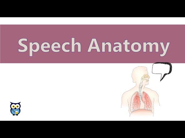 Speech Anatomy