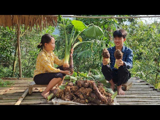 Two brothers harvest taro to bring to the market to sell, Life of two orphan brothers, Ly Dinh Quang