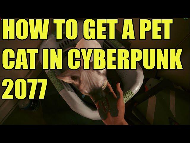 How to get Nibbles the cat in Cyberpunk 2077