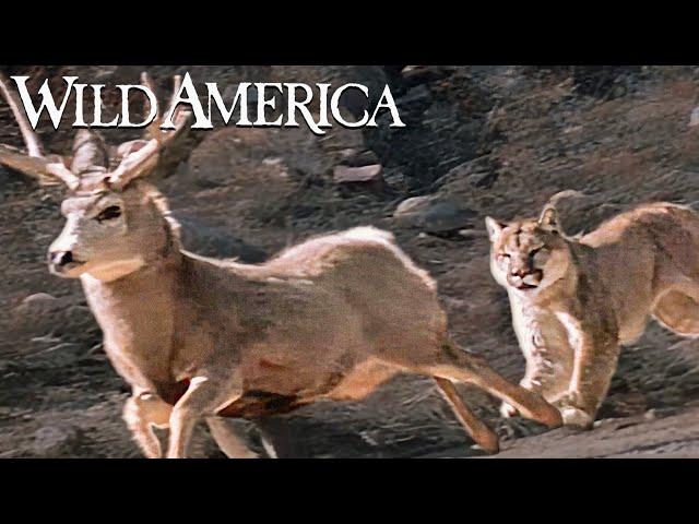 Wild America | S3 E1 Antlered Kingdom | Full Episode HD