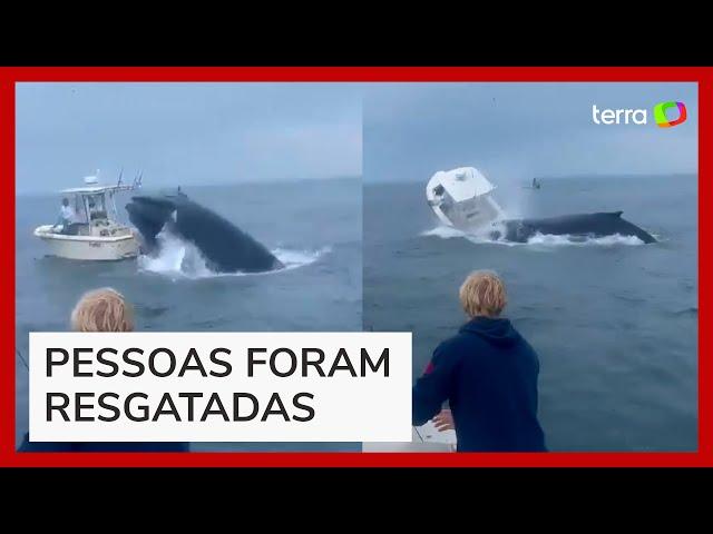 Baleia vira barco com duas pessoas após salto nos Estados Unidos