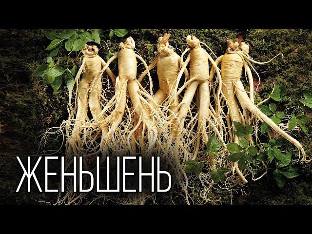 Ginseng: A panacea for all diseases | Interesting facts about plants