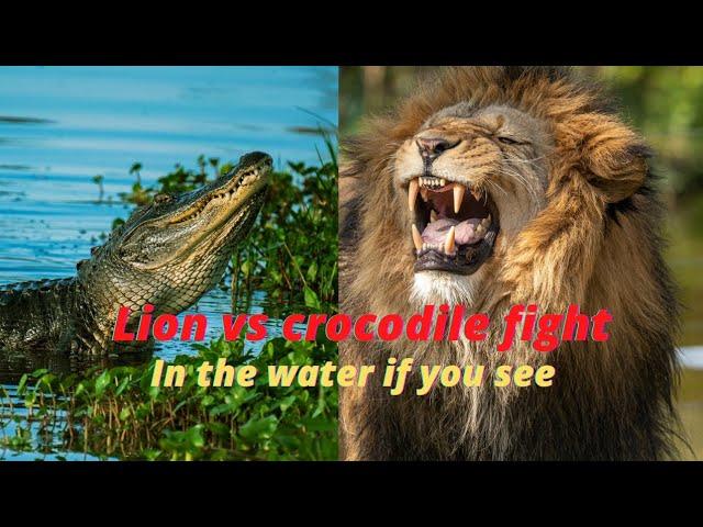 Lionvs Crocodile | Crocodile vs Lion Real Fight | #Shorts #lionroar #crocodile #animals