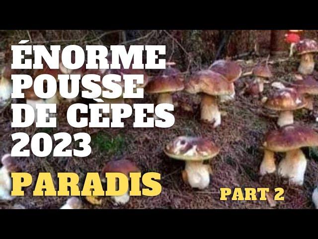 Porcini PARADISE (part2): a great FINAL ! Porcini mushroom season 2023 #porcini #mushrooms