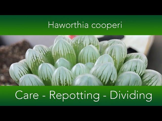 Haworthia cooperi - How to grow and repot the Window or Crystal Succulent.