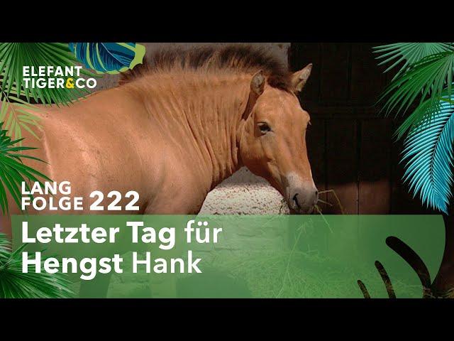 Hengst Hank zieht aufs Land (Langfolge 222) | Elefant, Tiger & Co. | ARD