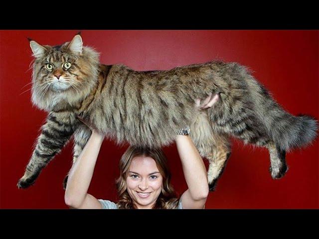 10 Biggest Cat Breeds