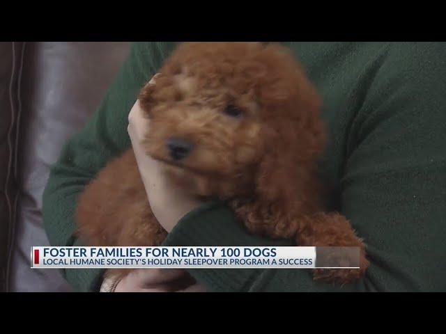 Foster Families for nearly 100 dogs