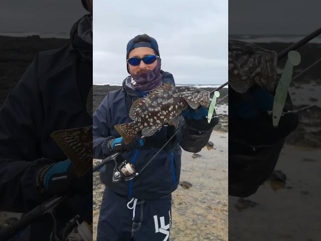 FVF® - Fuerteventura Fishing. Cracking grouper catched by LUCA BANDIERI #fuerteventura #fishing