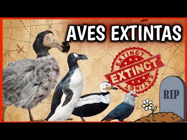 ¡7 Aves EXTINTAS! ️ Animales extintos por el Hombre que ¡NUNCA VEREMOS! Documental