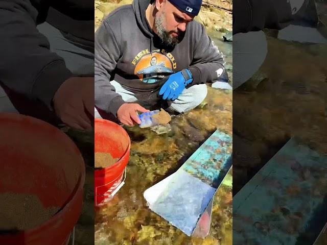 Sluice Gold ️#goldprospecting #goldnugget #goldpanning #findinggold #oro #gold #goldrush #au