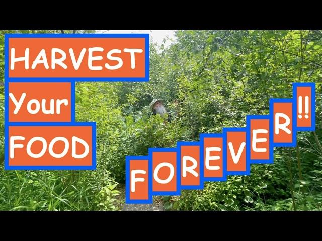 HARVEST Your Food FOREVER! NATURE-GUIDED DESIGN. CREATE a PERMACULTURE Food Forest Paradise, Part 12