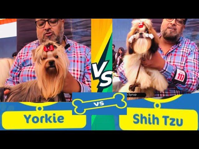 Yorkshire Terrier vs Shih Tzu Dog Breed - History, Behaviour and Grooming