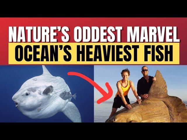 World’s Largest Bony Fish