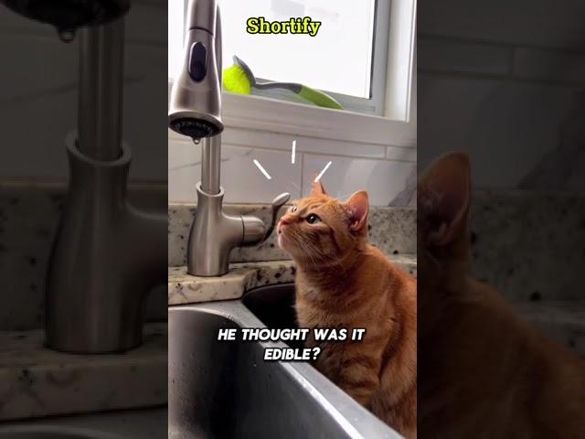 adorable cat #shortify  #ShortButMeaningful #youtubeshorts