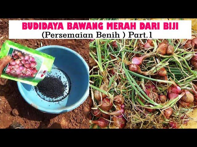 TUTORIAL TANI ‼️MENANAM BAWANG MERAH DARI BIJI TSS  DI LAHAN  ( PERSEMAIAN BIJI )  PART 1