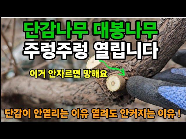 단감나무! 대봉나무! 이렇게 하면 주렁주렁 큰 감이 많이 열려요! #감나무전지 #단감나무전지 #단감안열리는이유 #단감나무수형잡기 #대봉나무전지 #단감많이열리게하는법