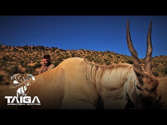 Huge Eland!!! Plains Game Safari Hunt!