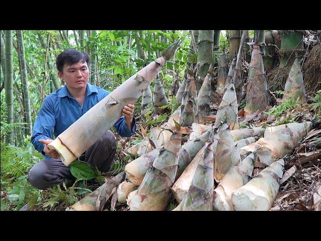 Harvesting giant bamboo shoots and picking jackfruit. Robert | Green forest life