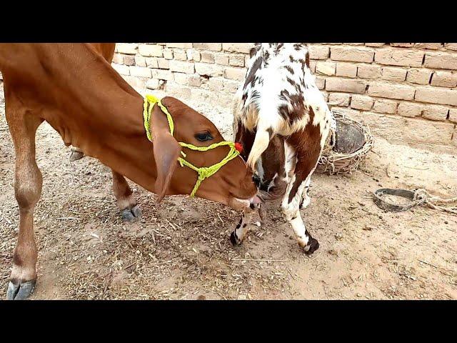 Goat milk drinking video || animal feeding milk | Nikka Haji