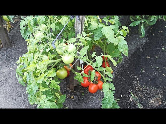 Harvest variety of tomatoes in the open field Sanka description and review