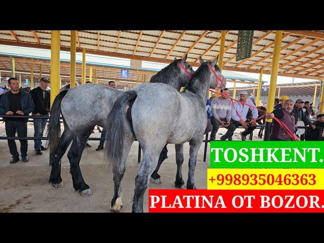 PLATINA OT BOZOR! TOSHKENT️ КОННЫ РЫНОК! HORSE MARKET!