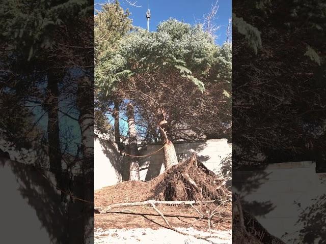 Tree Damage from Windstorm - Clean Cuts Trees are a tree company at another level!!