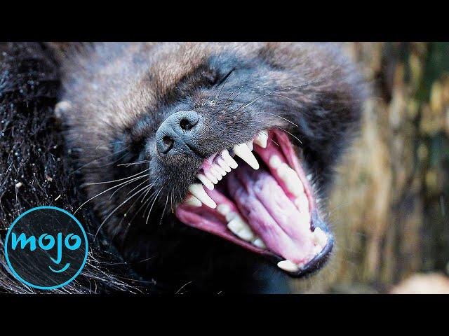 Top 10 Most Aggressive Animals in the World