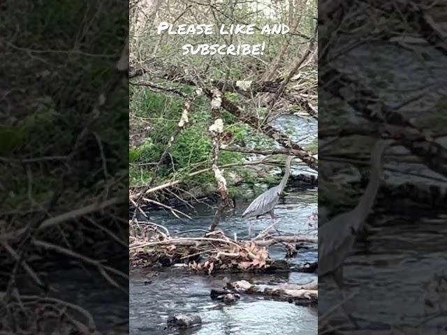 Beautiful Blue Heron at the Creek! #shorts #fishing #trout #flyfishing #viral #video #troutfishing