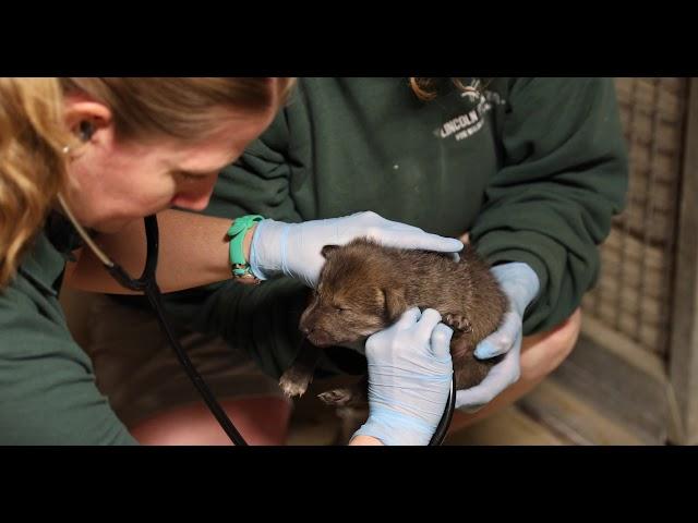 Critically Endangered Red Wolf Pups  Born at Lincoln Park Zoo