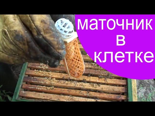 Замена матки на маточник. Как поменять матку в улье на маточник в клетке. Подсадка маточника в улей