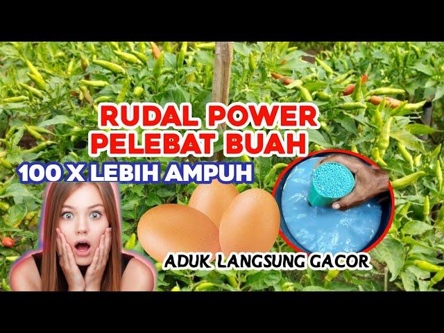 Cara buat pupuk POWER super Ampuh,100 X lipat pelebat buah