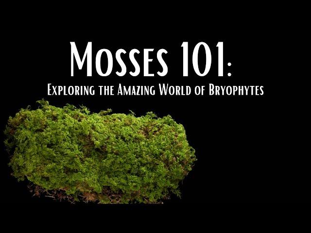 Mosses 101: Exploring the Amazing World of Bryophytes