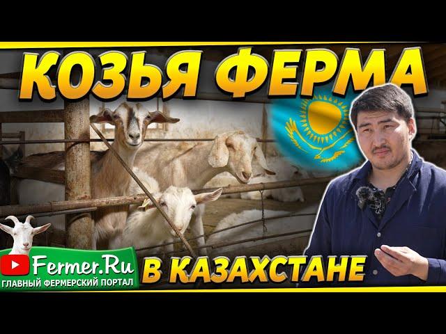 4 и более литра от козы за дойку. Козья ферма на 100 голов под Алматы. Альпийские и Зааненские козы