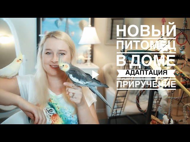 НОВЫЙ ПИТОМЕЦ В ДОМЕ | ПЕРВЫЕ ДНИ | АДАПТАЦИЯ | КАРАНТИН | ПРИРУЧЕНИЕ ПОПУГАЯ