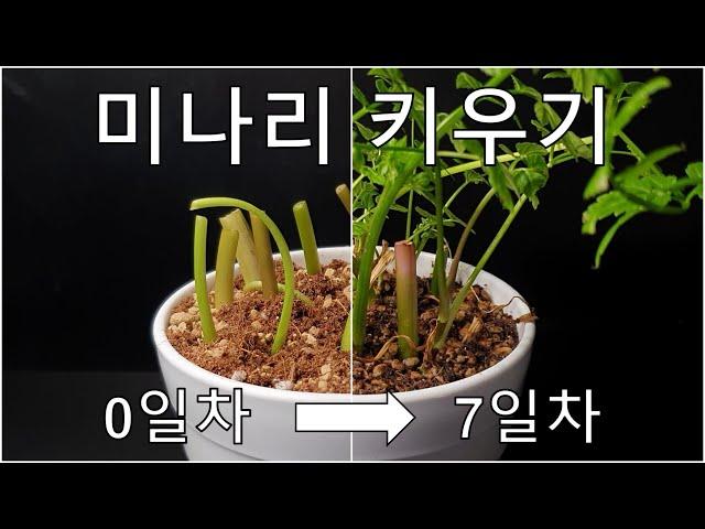 미나리 줄기로 미나리 키우는 방법｜나만의 미나리광 만들기｜꺾꽂이로 미나리 키우기｜How to grow #8 Water parsley