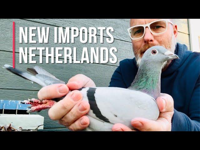 New imported racing pigeons arrived!