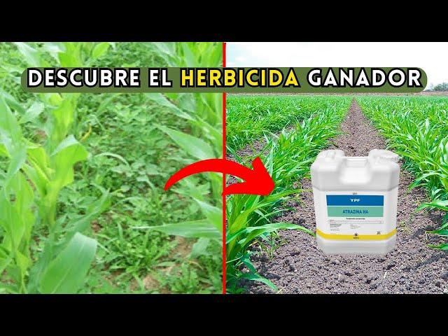 El Mejor Herbicida para el Cultivo de Maíz - Descubre el Herbicida Ganador