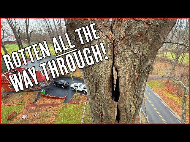 Super Hazardous Decayed Tree Removal