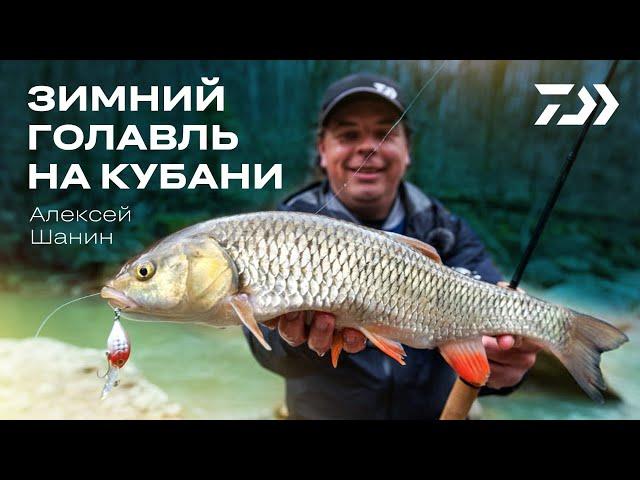 ЗИМНИЙ ГОЛАВЛЬ НА КУБАНИ. Алексей Шанин.