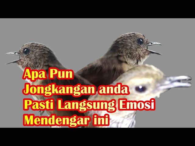 Apapun jongkangan anda pasti akan emosi dan ikutan gacor ketika mendengar ini