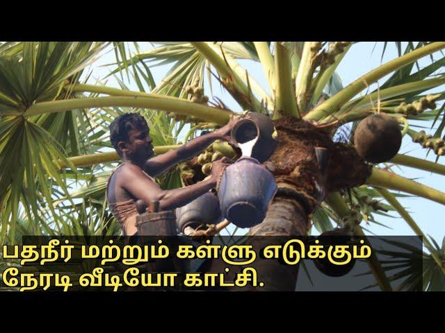 பதநீர் மற்றும் கள்ளு எடுக்கும் நேரடி வீடியோ காட்சி/palm juice taking method.