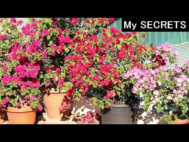 Watch: URGENT things to DO on Bougainvilleas [2024-25]