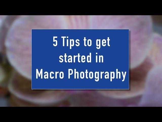 Macro Photography (5 Tips)