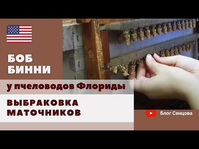 Выбраковка маточников в промышленном хозяйстве Криса Ворнера. Пчеловоды Флориды. Часть 2 (Боб Бинни)