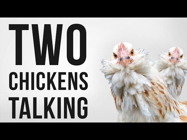 Chickens Clucking (Softly) - Royalty Free SFX