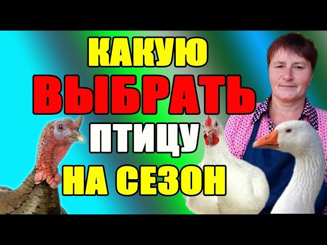 Какую птицу выбрать на СЕЗОН для маленького хозяйства.